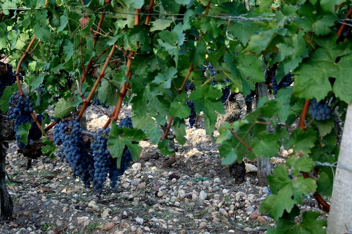 Bunches of dark red wine grapes hanging on the vine