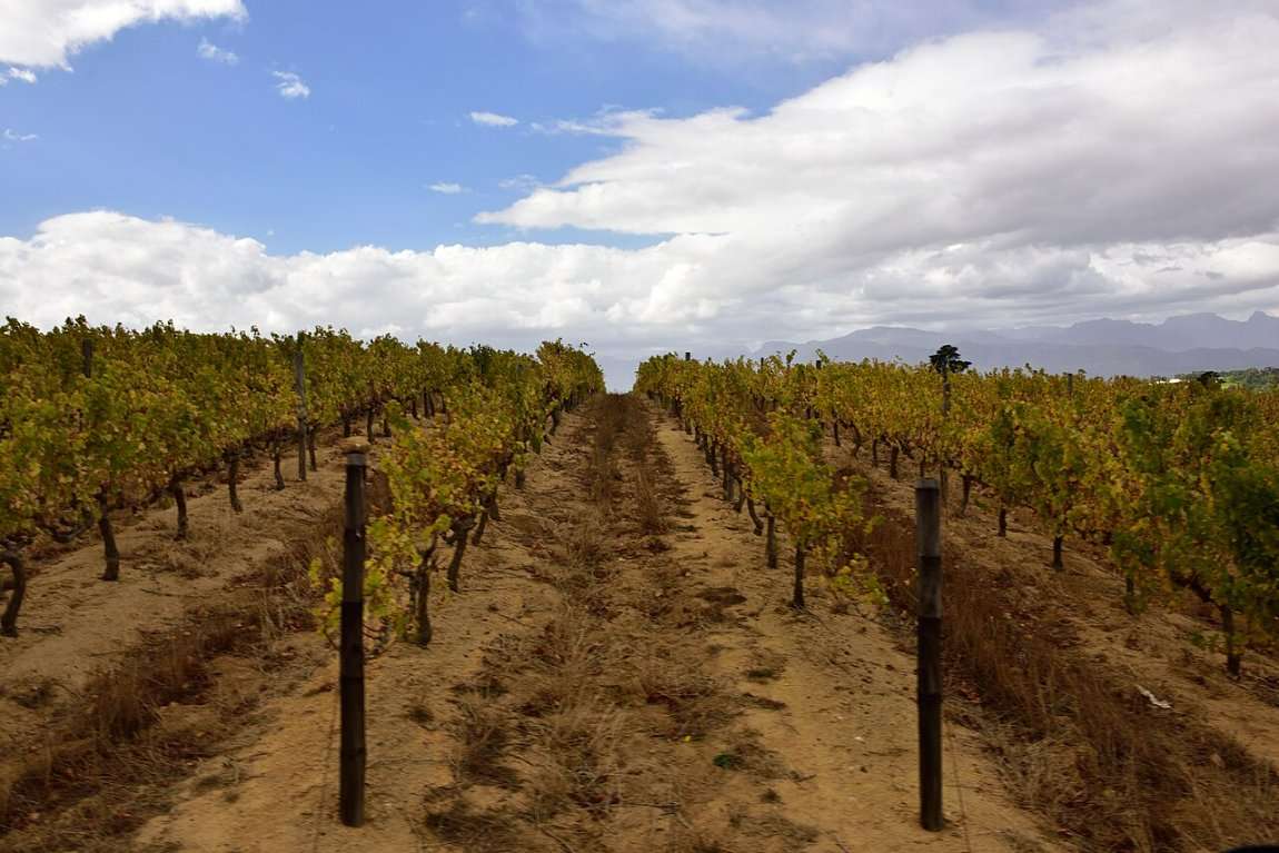 Rows of vines running towards the mountains in the Stellenbosch Winelands
