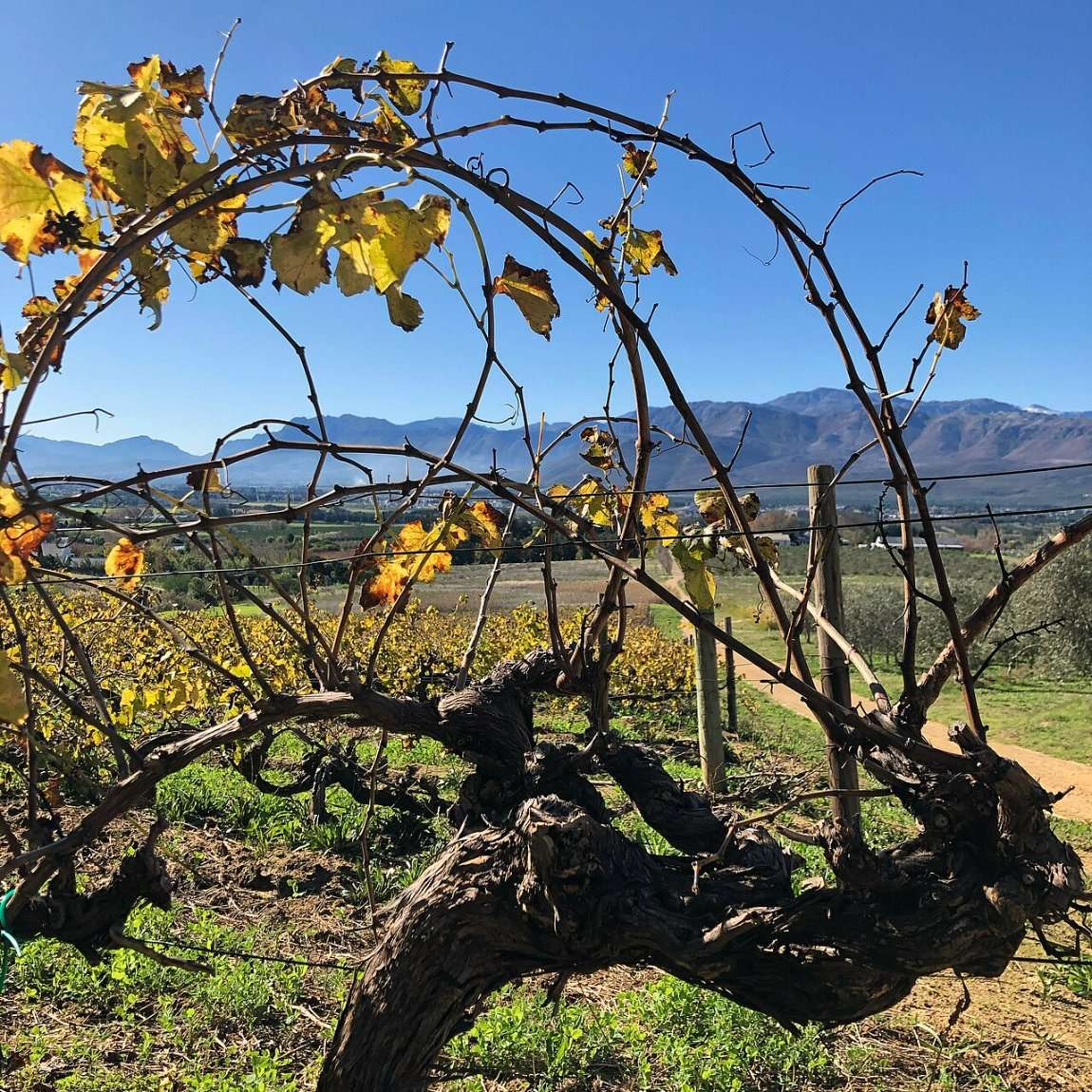 An old twisted vine in autumn colours with mountains behind