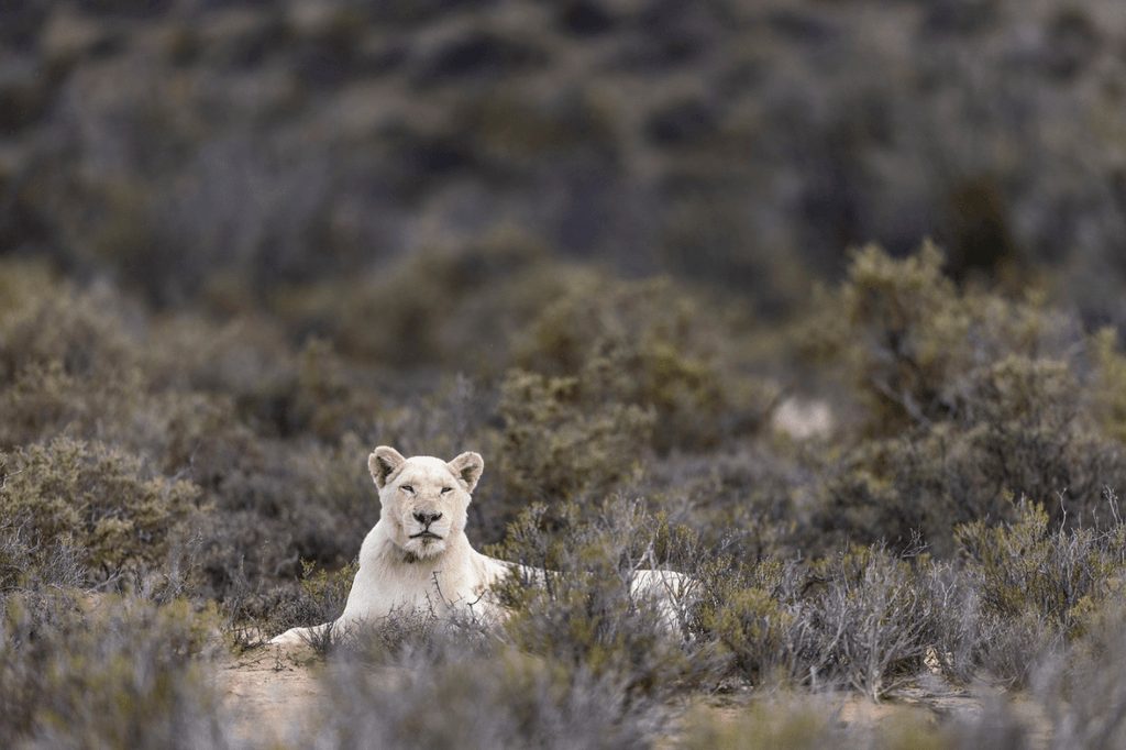 A white lioness in the Karoo scrub