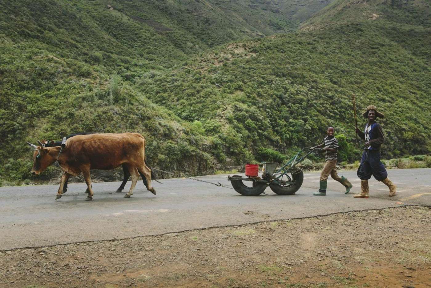 Planting season, with oxen