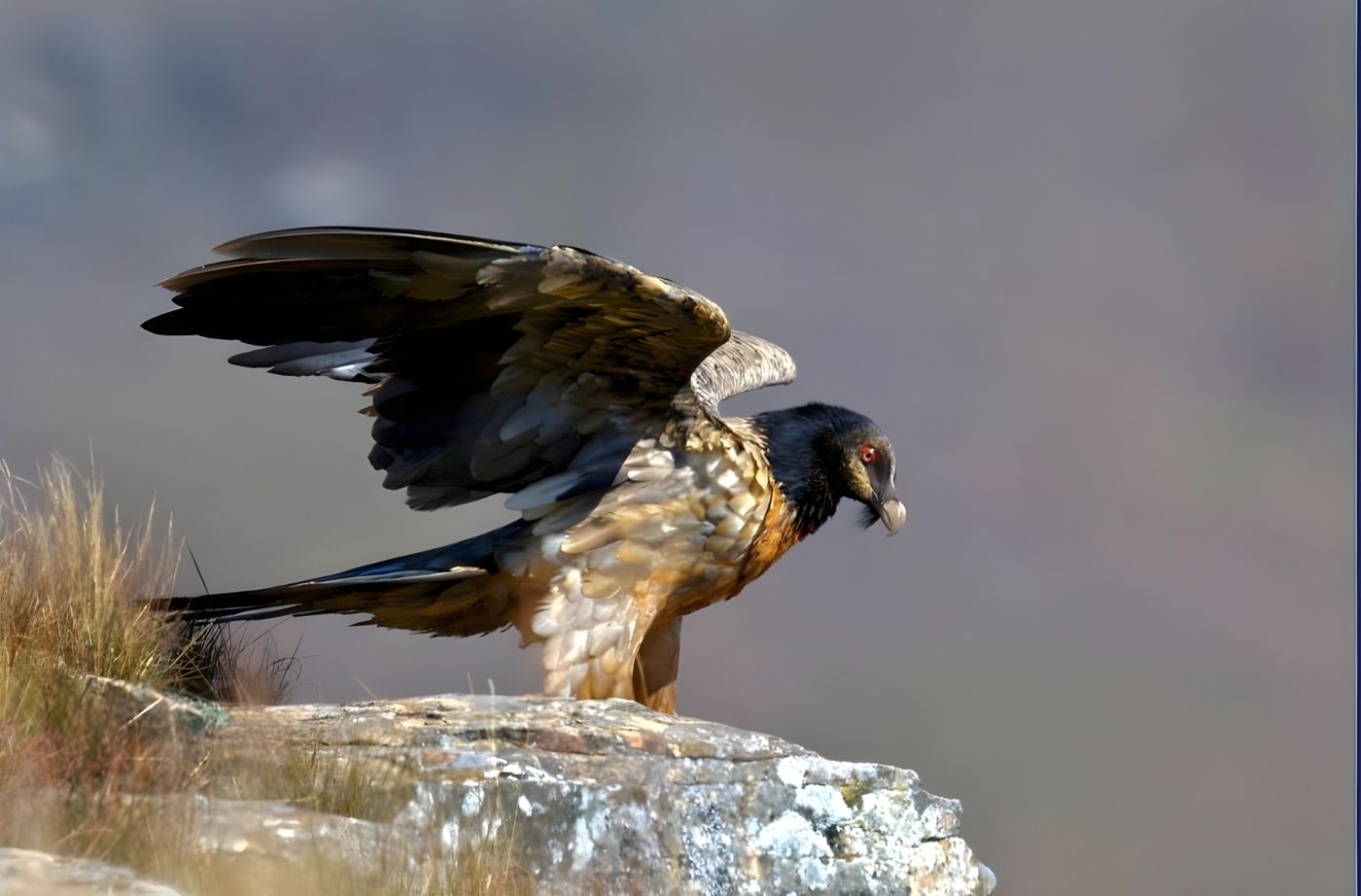 A bearded vulture on a rock ledge in the Drakensberg