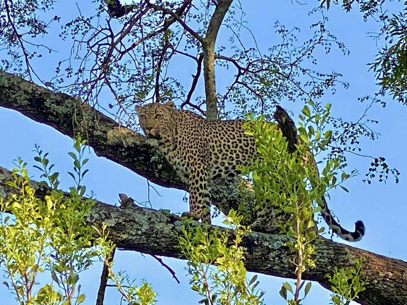 Leopard, from one of the vehicles
