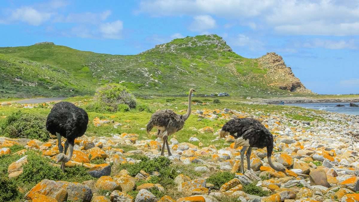Three ostriches feeding among lichen-covered rocks near the shore