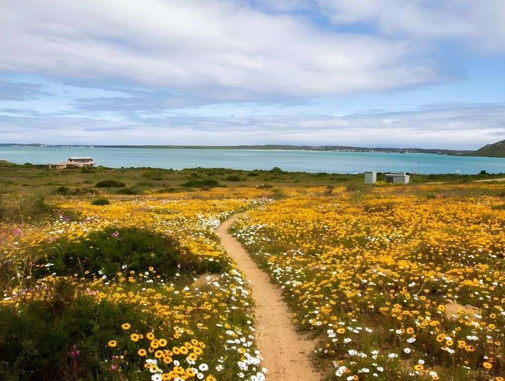 A sandy path through yellow and white wildflowers to the turquoise lagoon