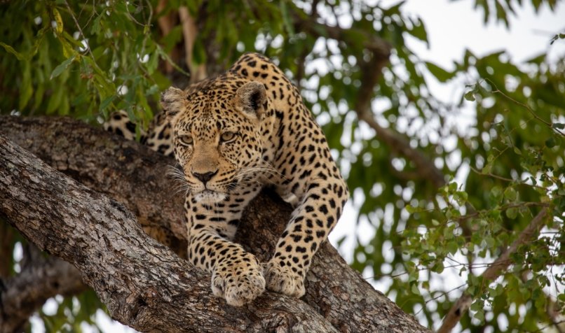 A leopard