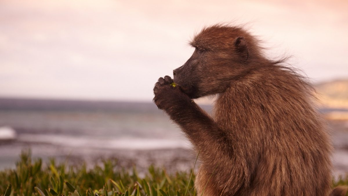 A chacma baboon eating, with the sea behind