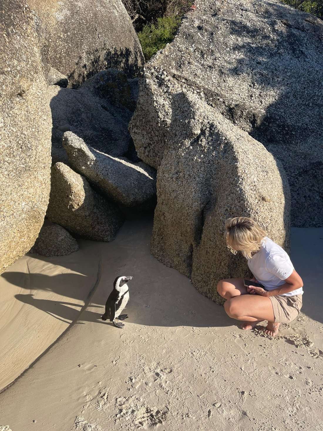 A penguin on the sand at Boulders, a few feet from a visitor