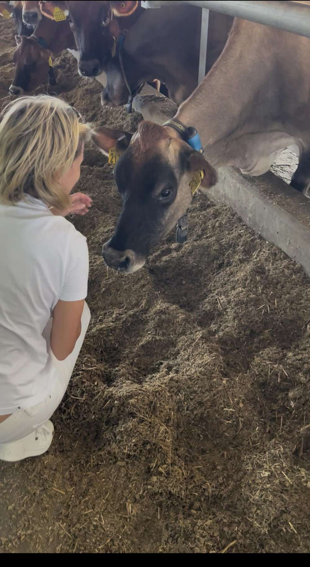 A Jersey cow in the shed, head down to a visitor