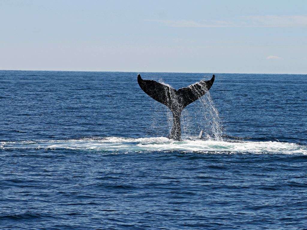 The tail of a southern right whale above the water in Walker Bay