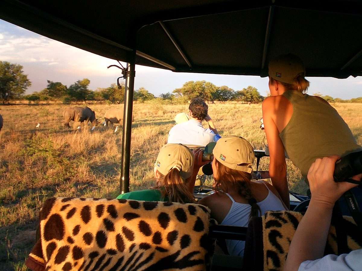 Guests in South Africa caps watching two white rhinos from an open game vehicle in the late afternoon