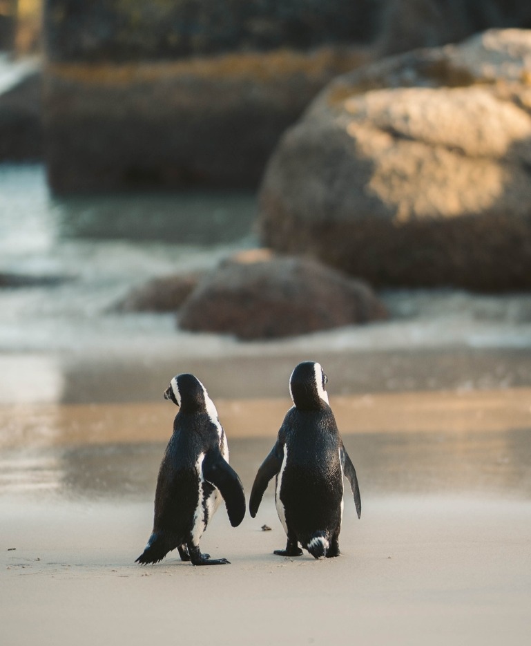 Two penguins walking side by side along the sand towards the sea