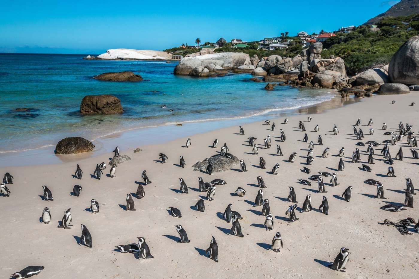 The colony spread across the white sand at Boulders, with the turquoise cove, the boulders and Simon's Town behind