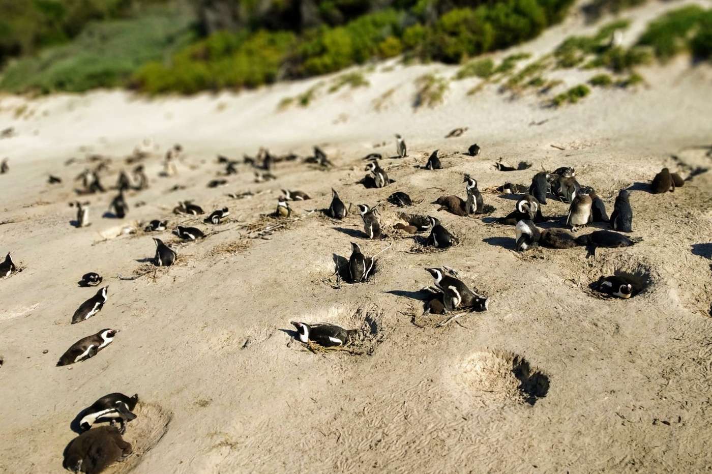 Penguins nesting in hollows in the sand, with brown fluffy chicks beside them