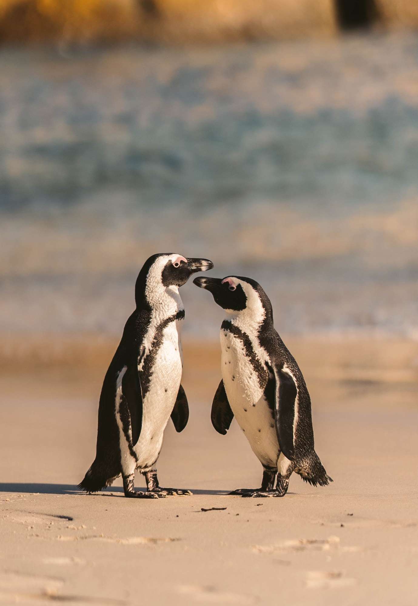 Two penguins facing each other on the sand, beak to beak