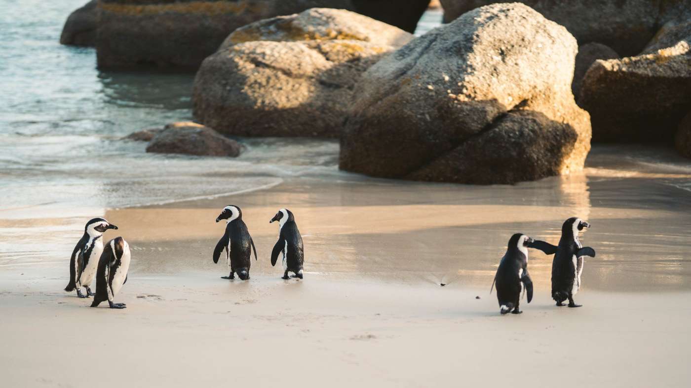 Small groups of penguins on the sand of a cove between granite boulders