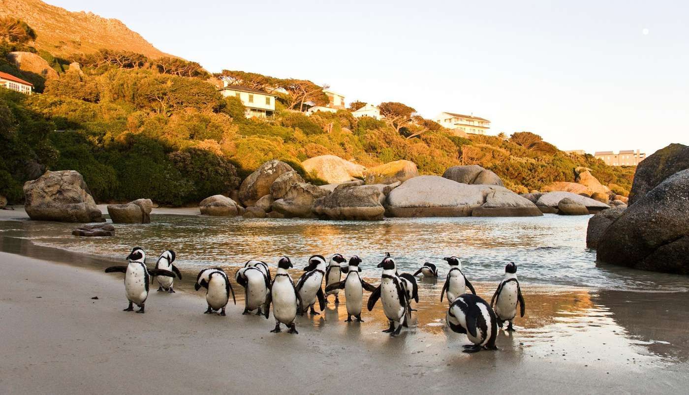 African penguins walking along the shore at Boulders Beach in the late-afternoon light, with the boulders and Simon's Town behind