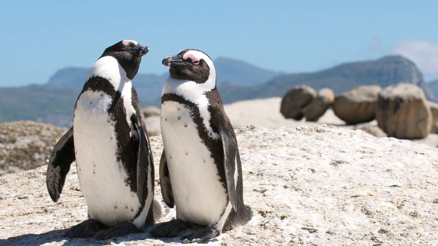 Two African penguins standing together on a boulder, with the mountains of False Bay behind
