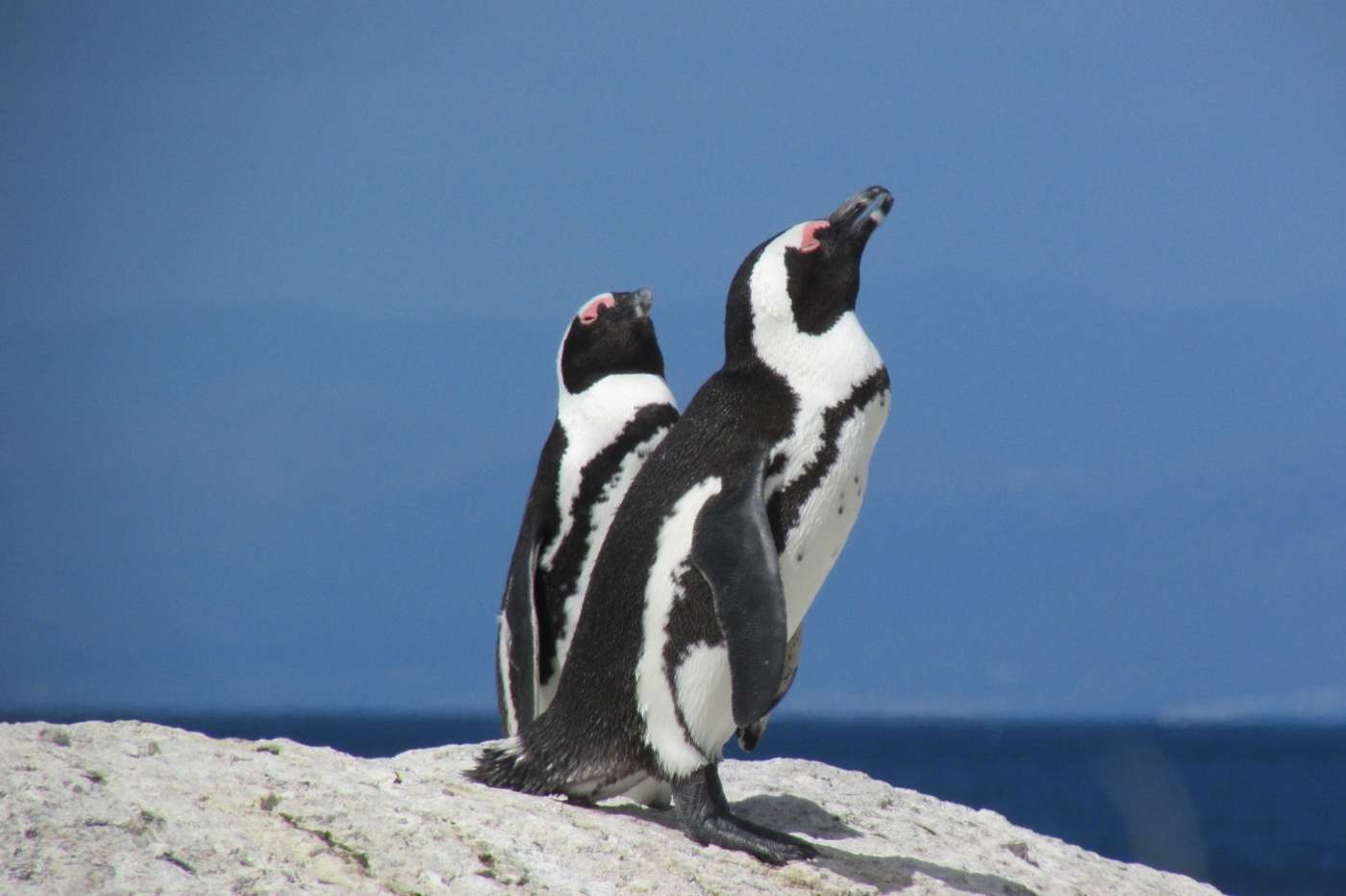 Two penguins on a granite rock against a deep blue sky, the pink patches above their eyes showing
