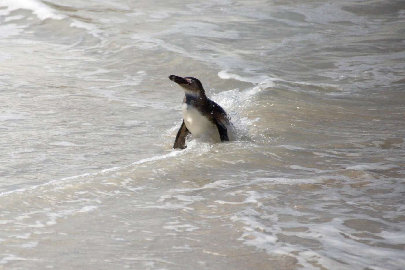 A penguin coming out of the surf onto the beach