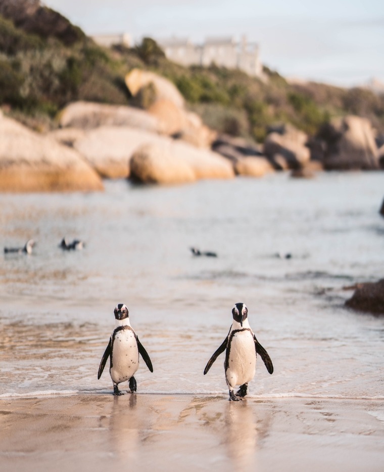 Two penguins walking side by side out of the shallows towards the camera
