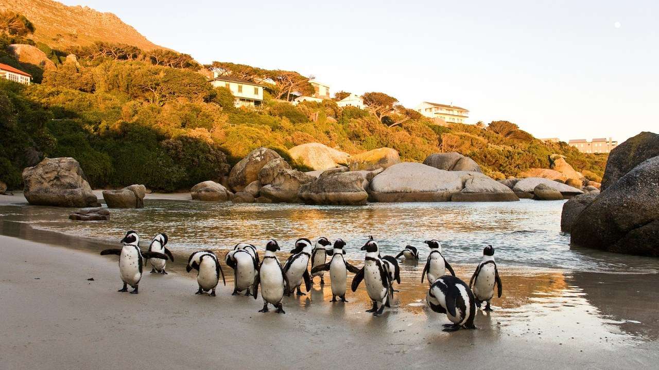 African penguins coming ashore at Boulders Beach