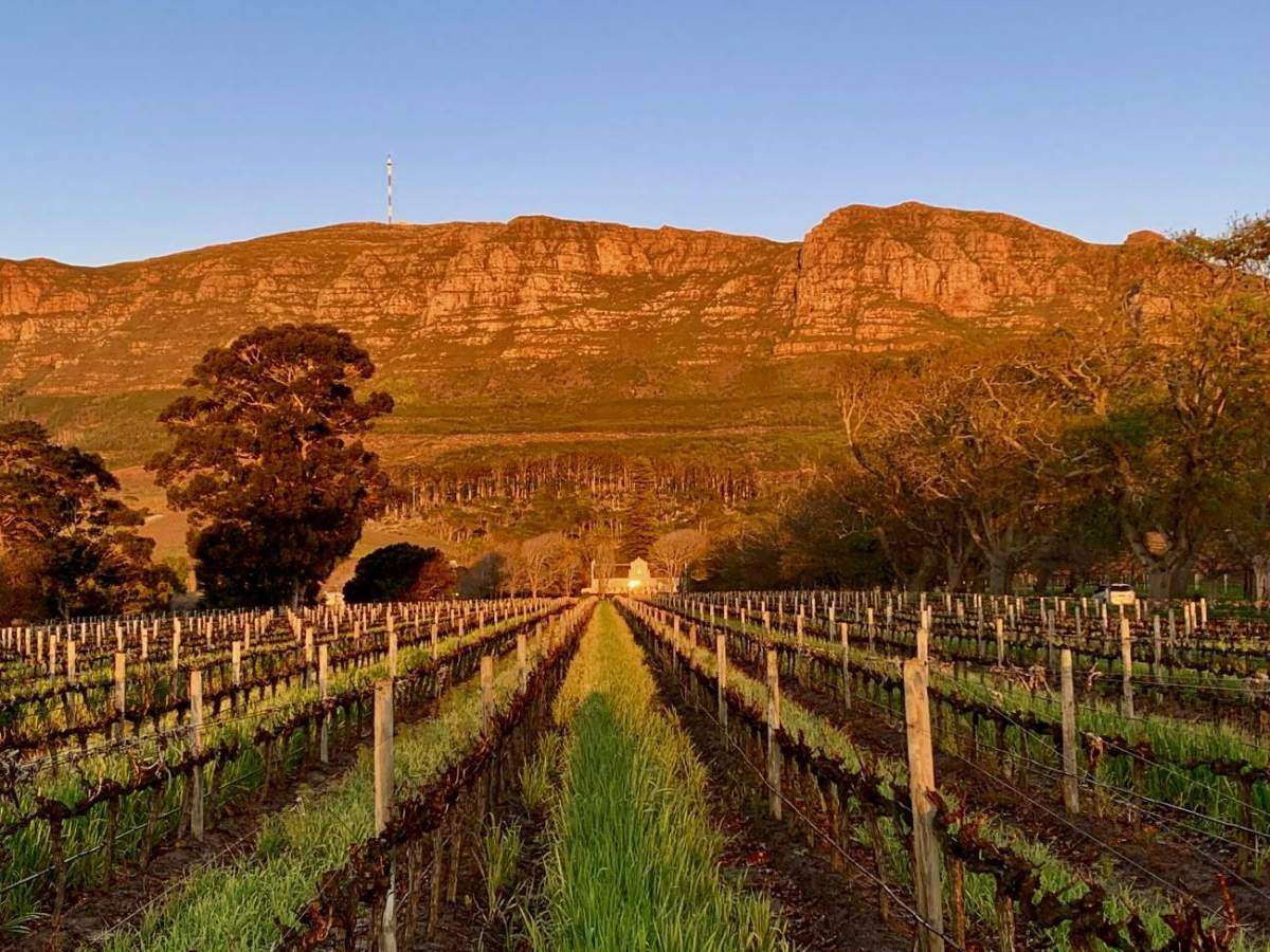 Rows of vines in autumn leading to the mountain in warm evening light