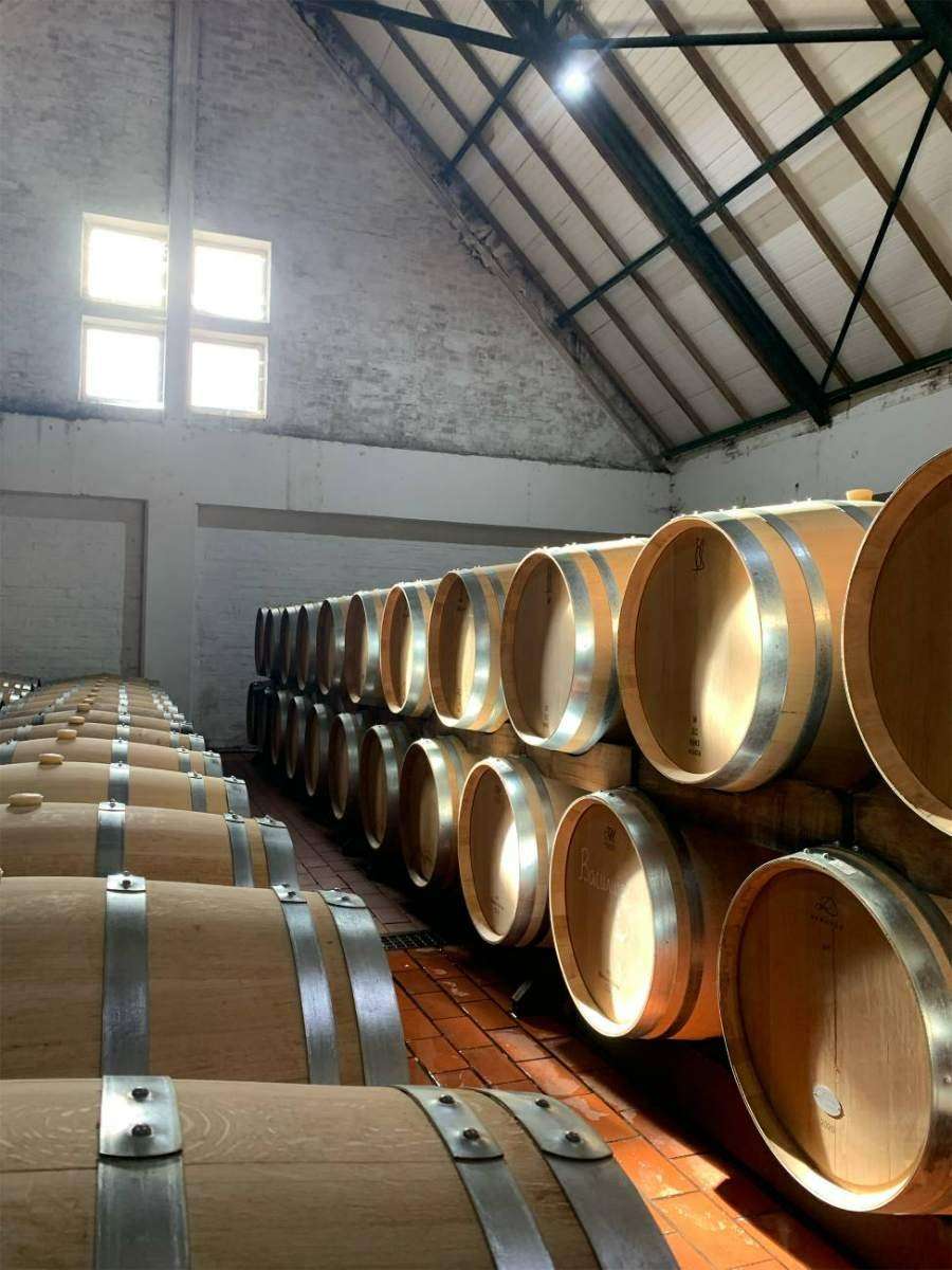 Rows of oak barrels in a cellar