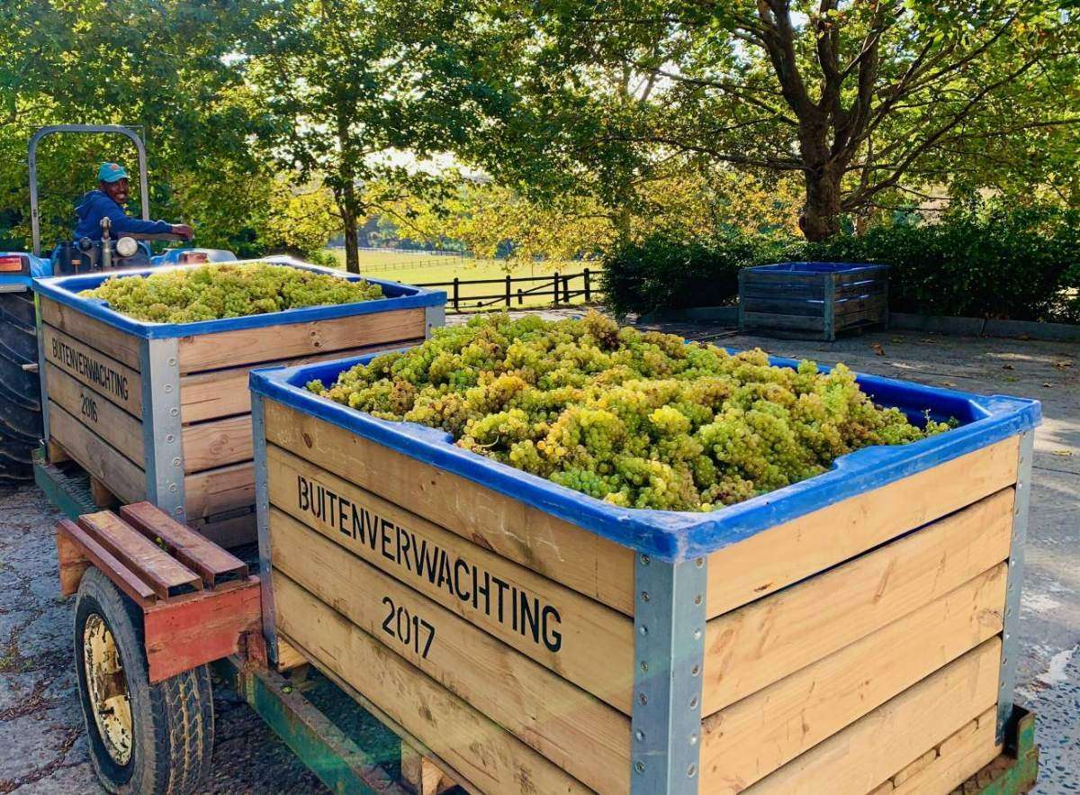 Crates of freshly picked white grapes on a trailer