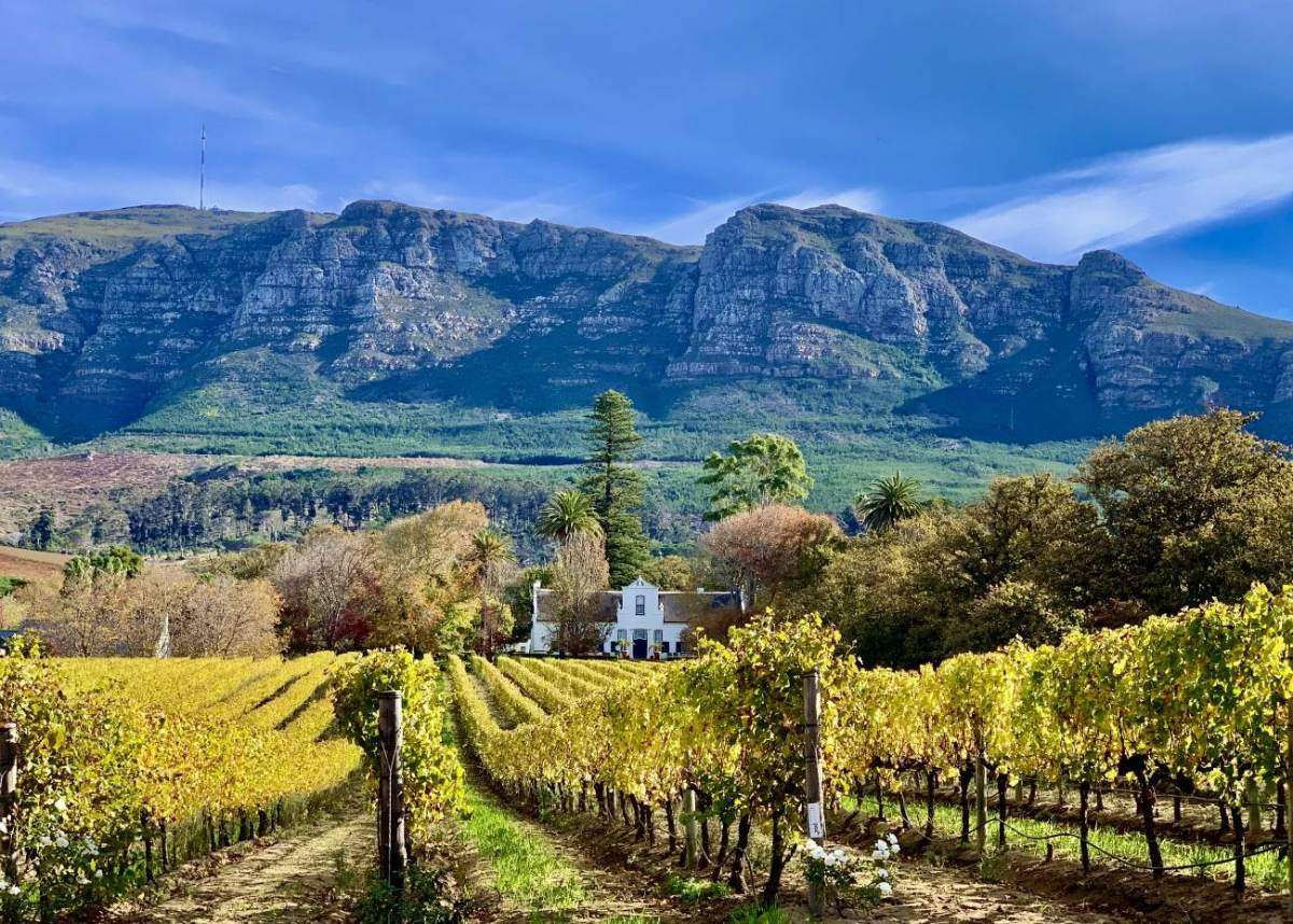 Vineyards in autumn colour with the white manor of Buitenverwachting and the Constantiaberg behind