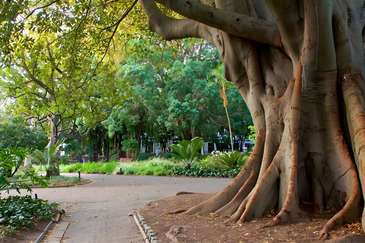 A great old fig tree with spreading roots beside a path in the Company’s Garden