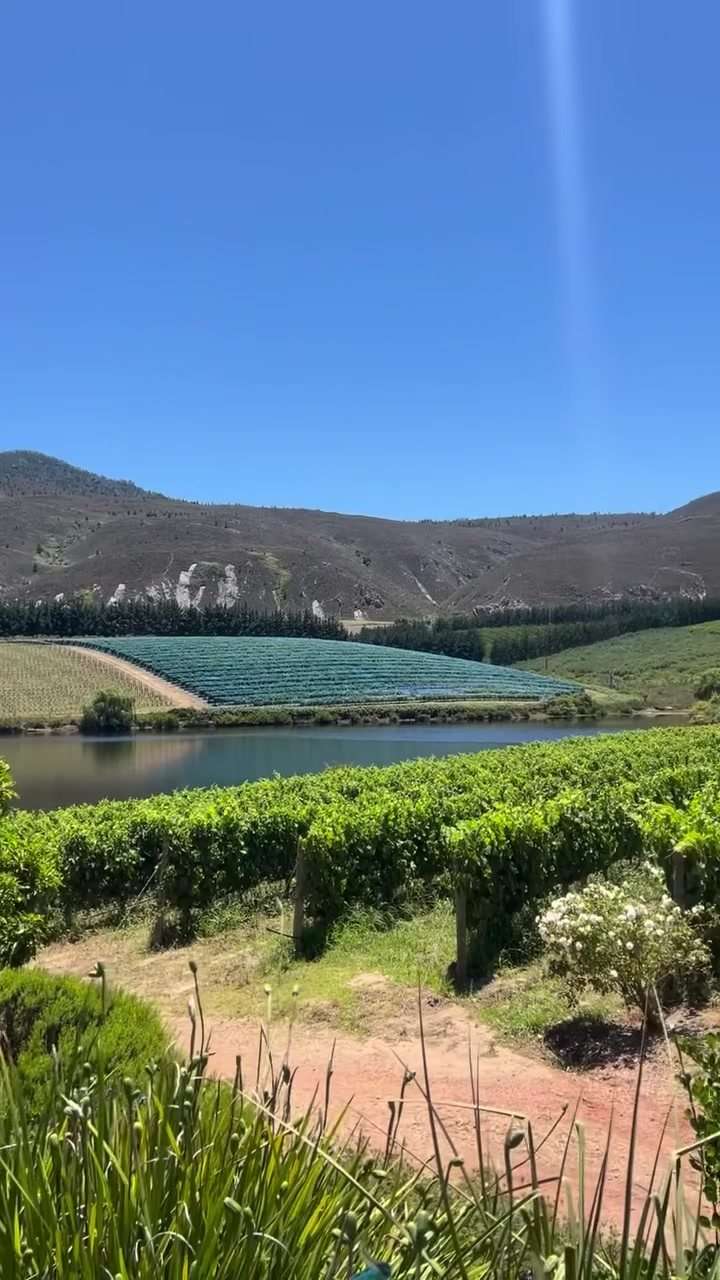 Vines running down to a dam, with mountains beyond