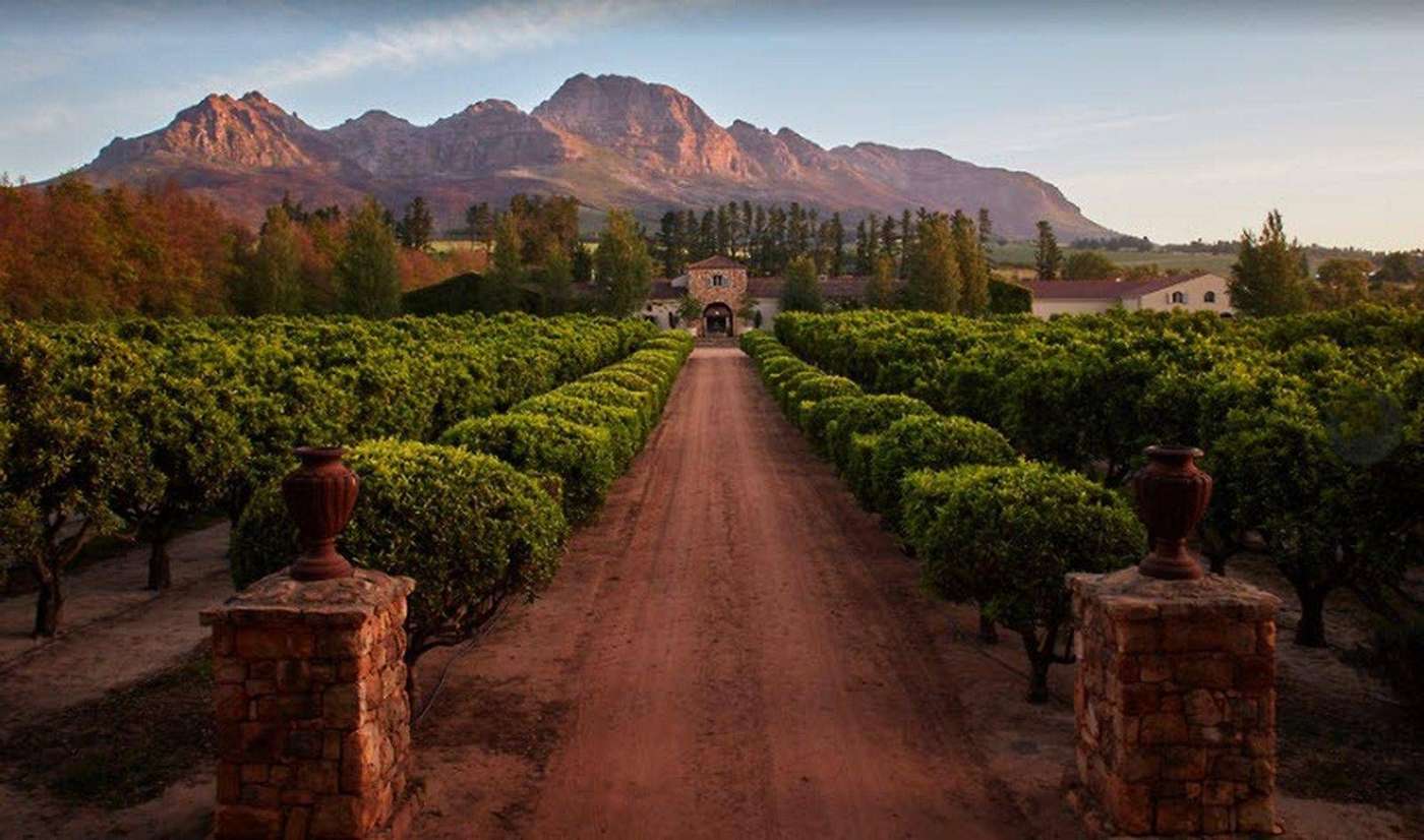 Vineyards in the Cape Winelands