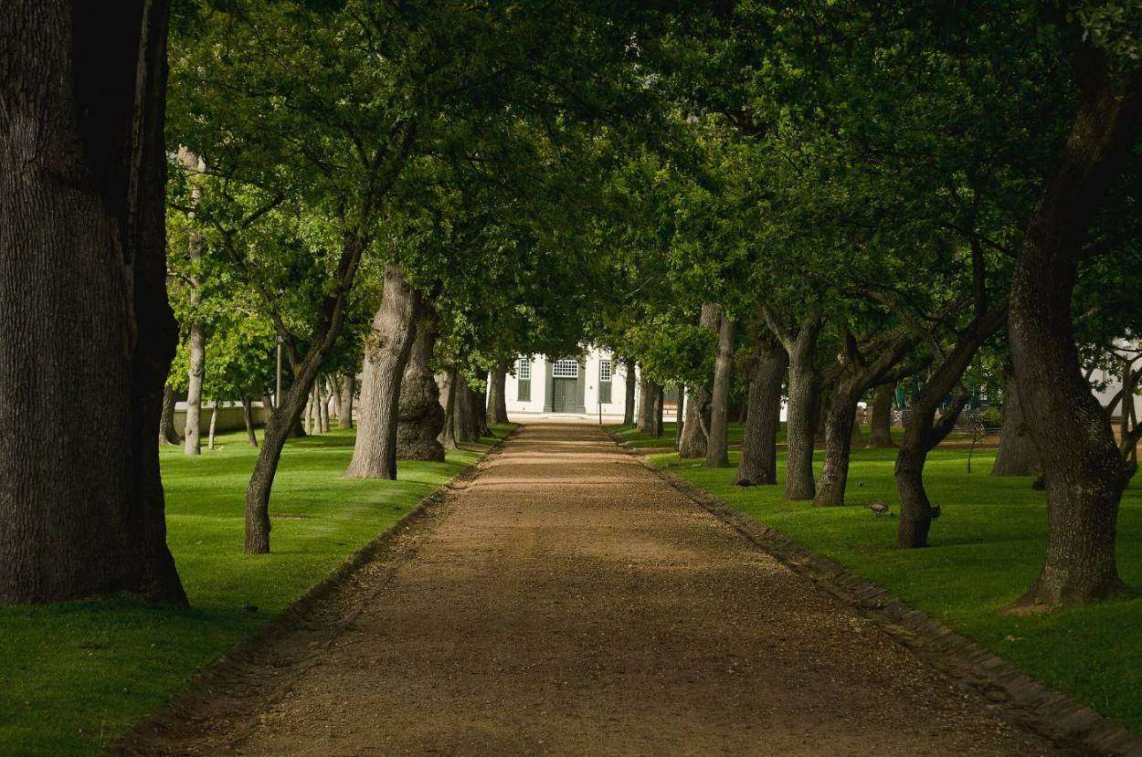 An avenue of oak trees leading up to the white manor house