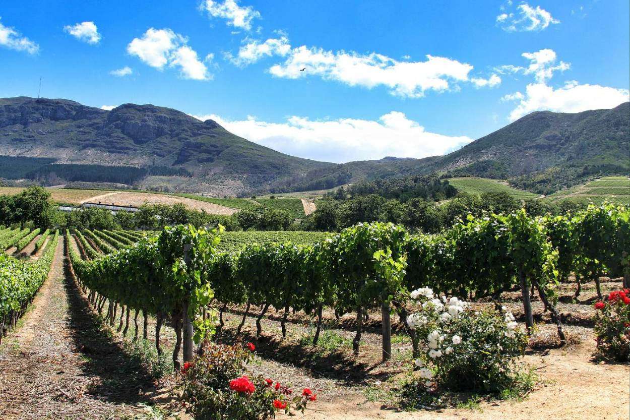 Rows of vines and roses with mountains and blue sky behind