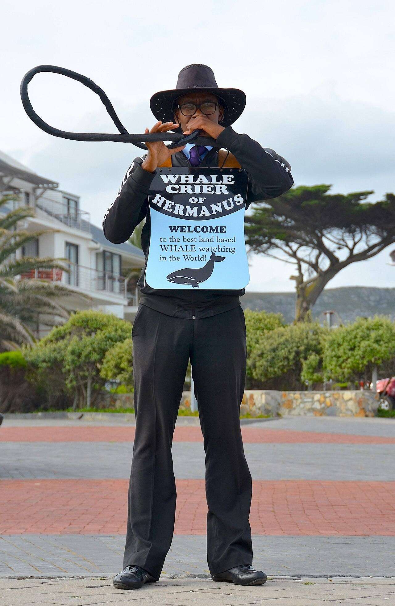 The Hermanus whale crier holding his kelp horn