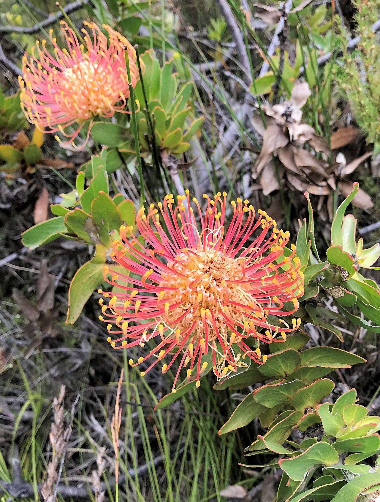An orange pincushion protea in Fernkloof Nature Reserve