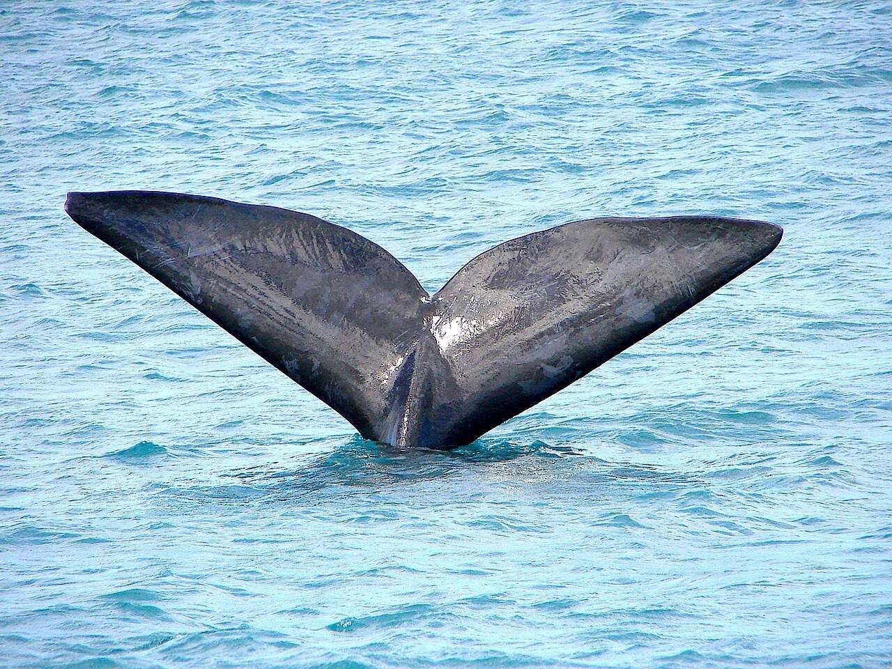 The tail of a southern right whale above the water
