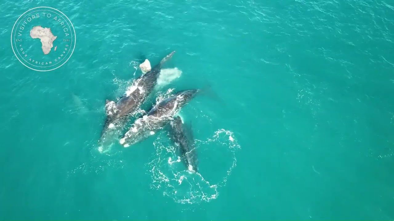 Walker Bay from the air