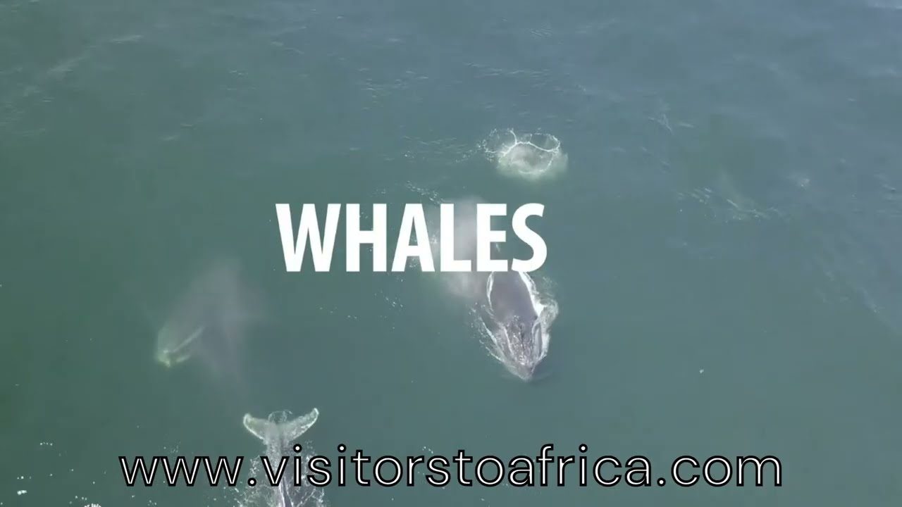 Out on the water: a marine safari