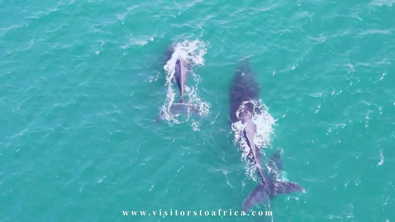 Southern right whales in the bay