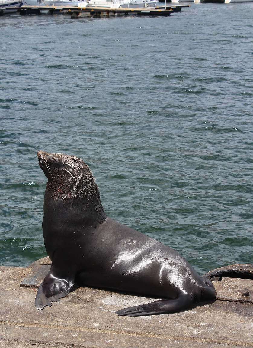 A Cape fur seal sitting up on a wooden jetty above the water
