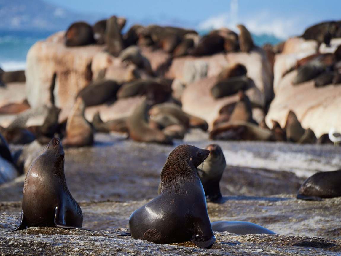 Cape fur seals lying together on the rocks of Duiker Island