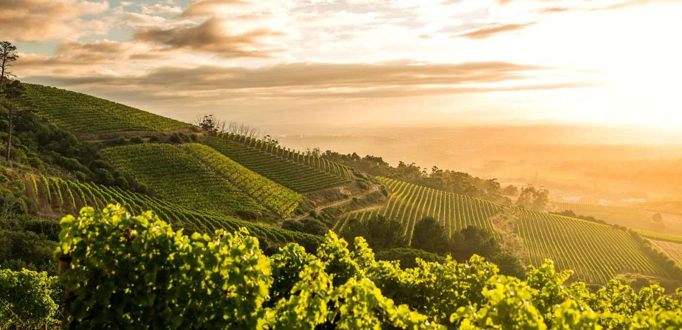 Golden evening light over the vineyards on the upper slopes of Klein Constantia