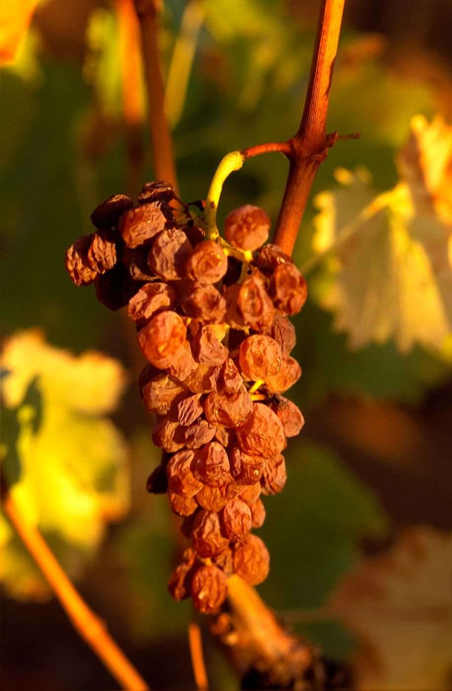 A bunch of shrivelled golden grapes hanging on the vine in warm light