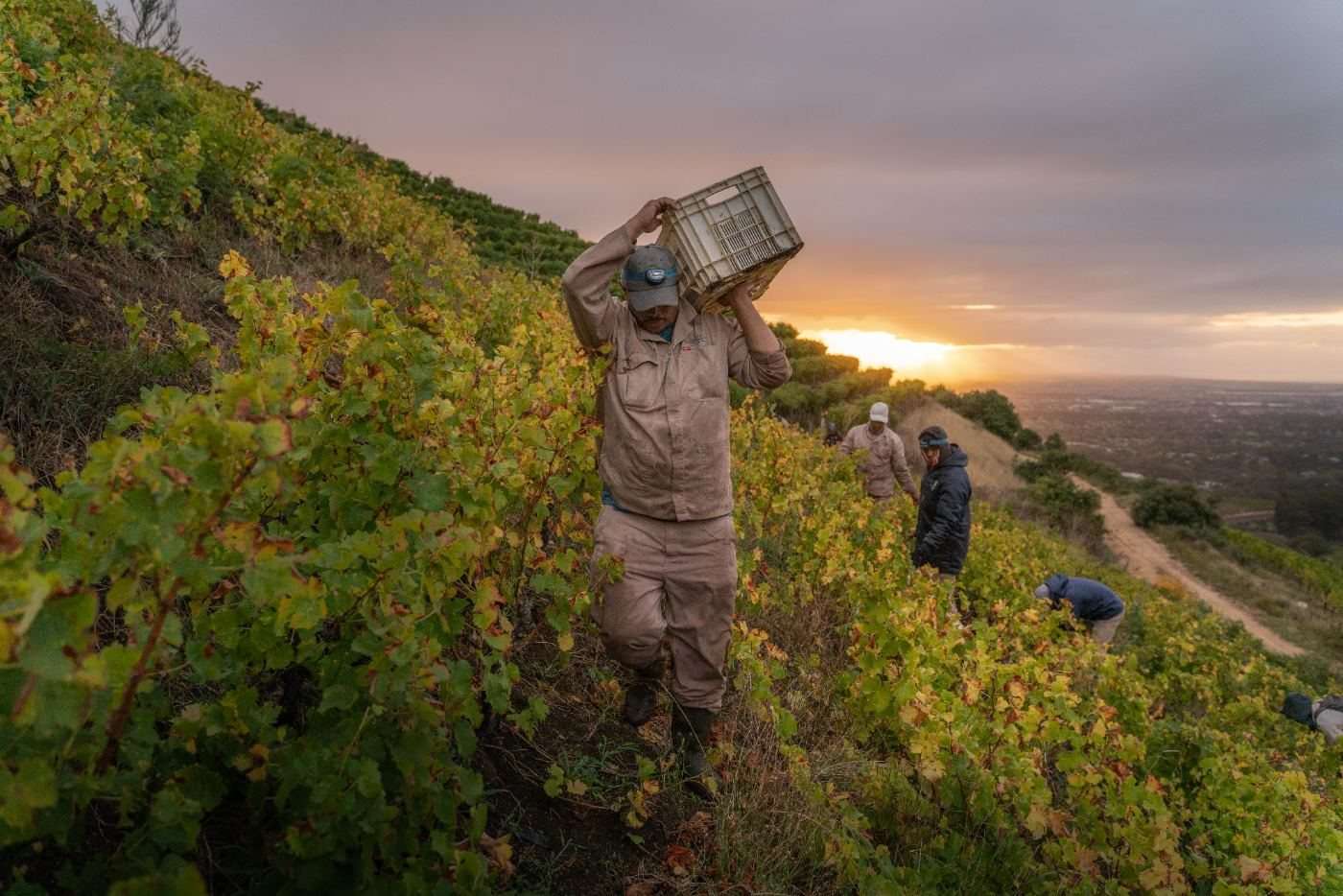 A worker carrying a crate of grapes up a steep vineyard slope at sunset