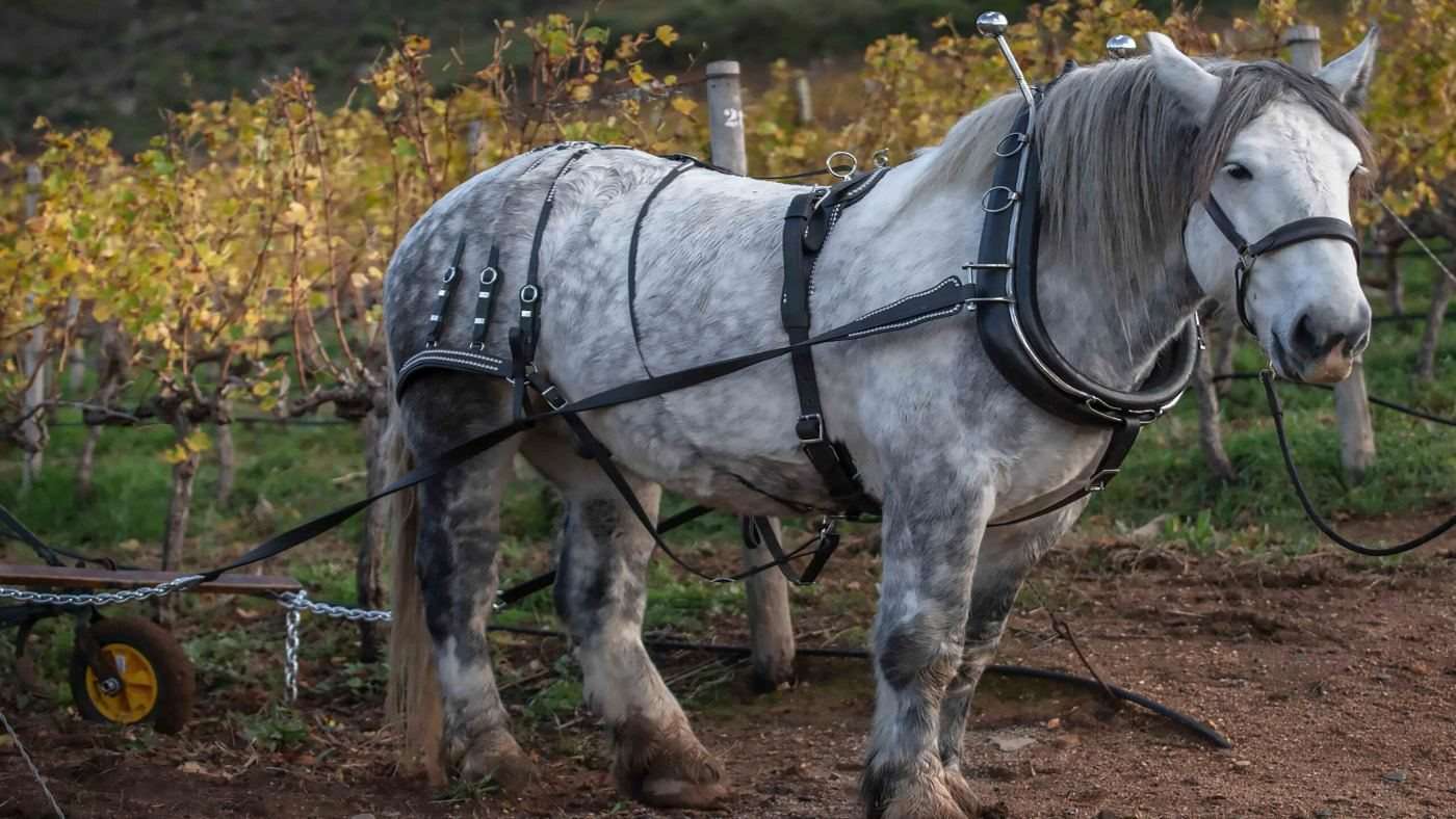 A grey horse in harness working between rows of vines