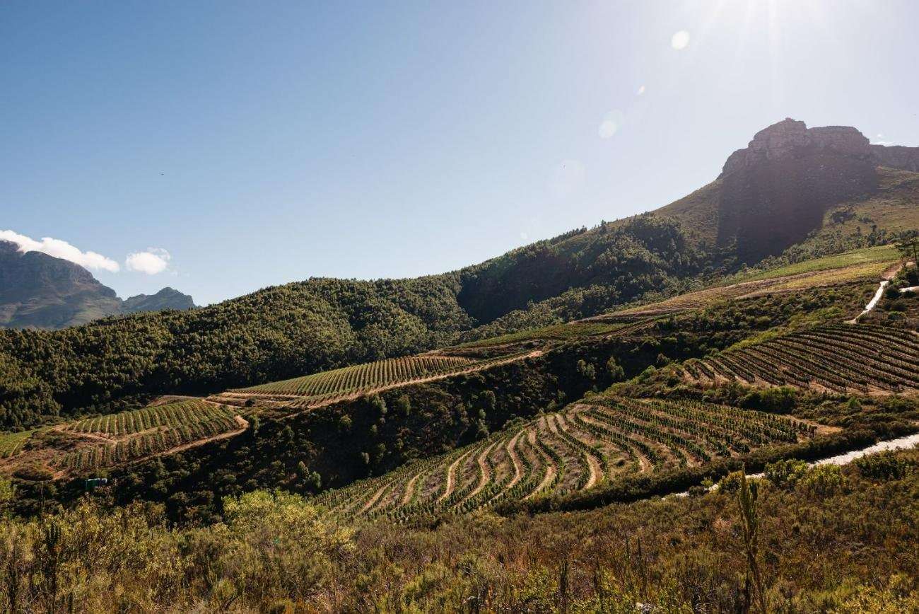 Vineyards climbing towards the Jonkershoek mountains