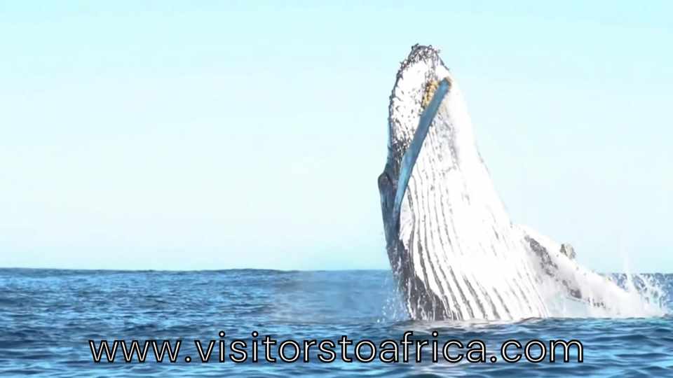Marine safari, Walker Bay