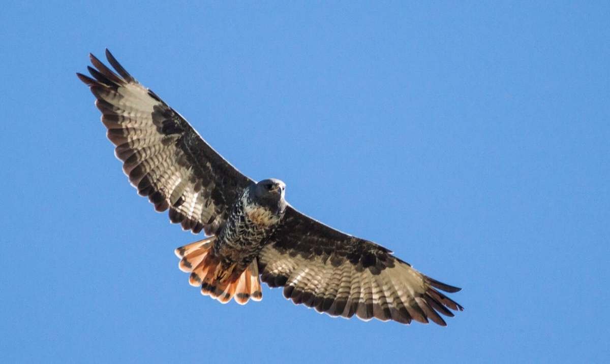 A buzzard in flight against a clear blue sky